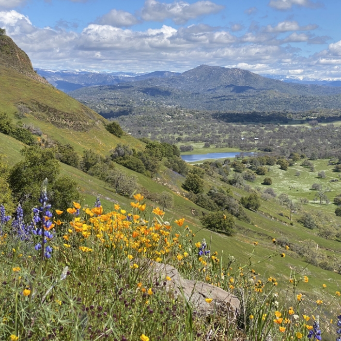 Wildflowers on SFC’s Fine Gold Creek Preserve